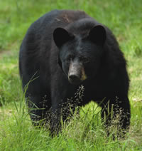 New Jersey black bear 
