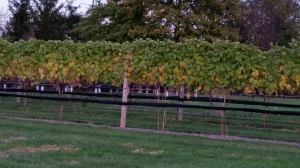 Beneduce Vineyards at Sunset