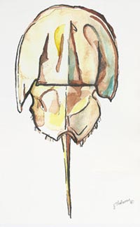 horseshoe crab