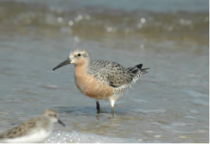 RedKnot