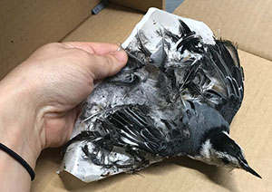 nuthatch stuck on lanternfly glue trap