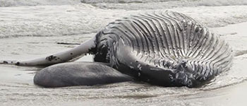 Humpback whale in Brigantine, NJ