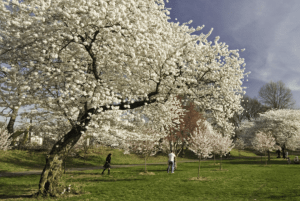 Cherry blossom tree in Branch Brook Park, NJ