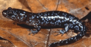blue-spotted salamander