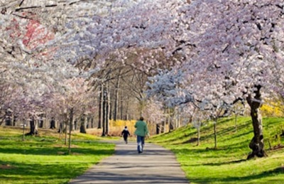 Springtime in Branch Brook Park (Source: The Branch Brook Park Alliance)