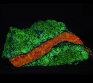 Fluorescent Mineral from Franklin Mine